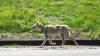 PICTURES/Wind Cave National Park/t_Mangey Coyote1.JPG